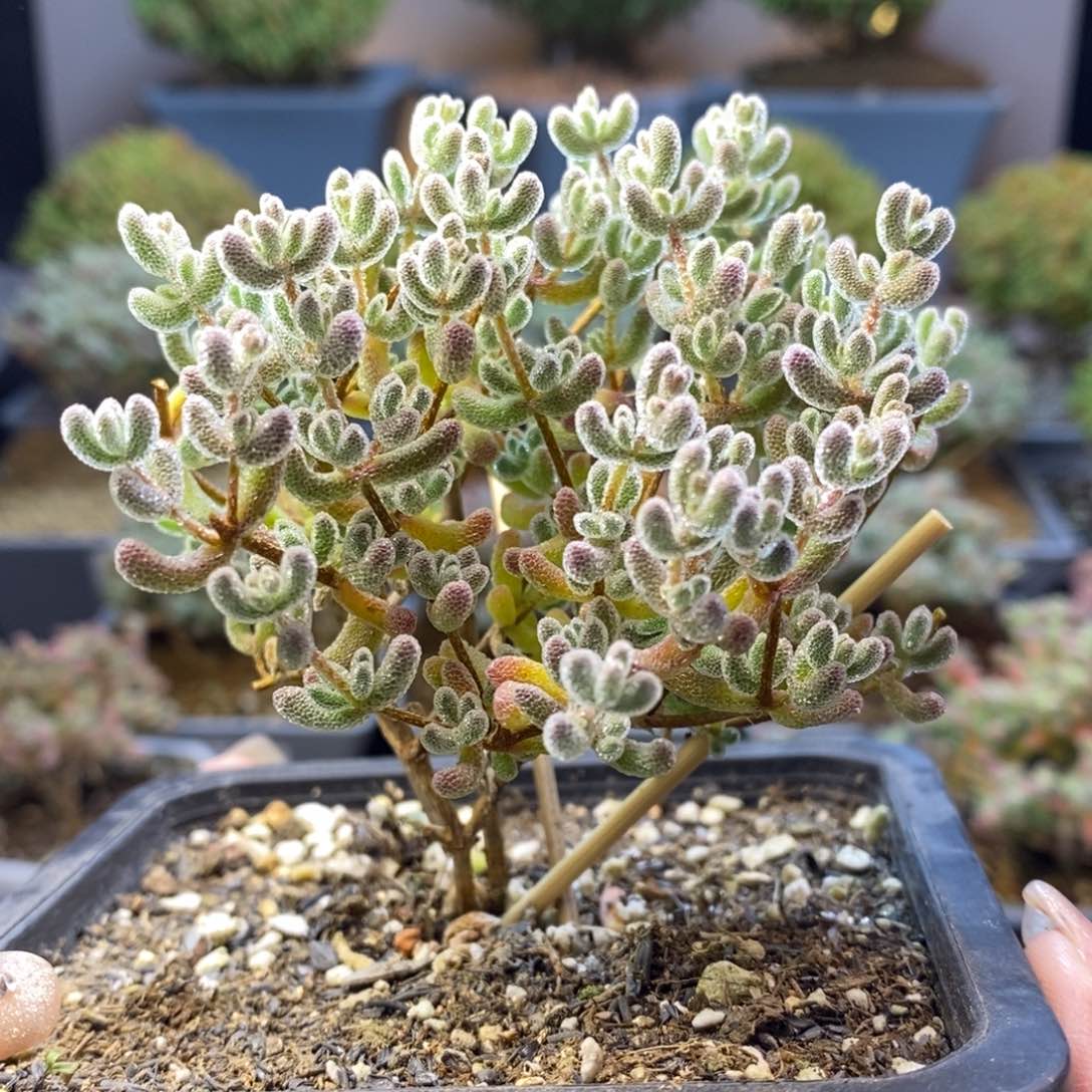 313优选冰晶枝干番杏