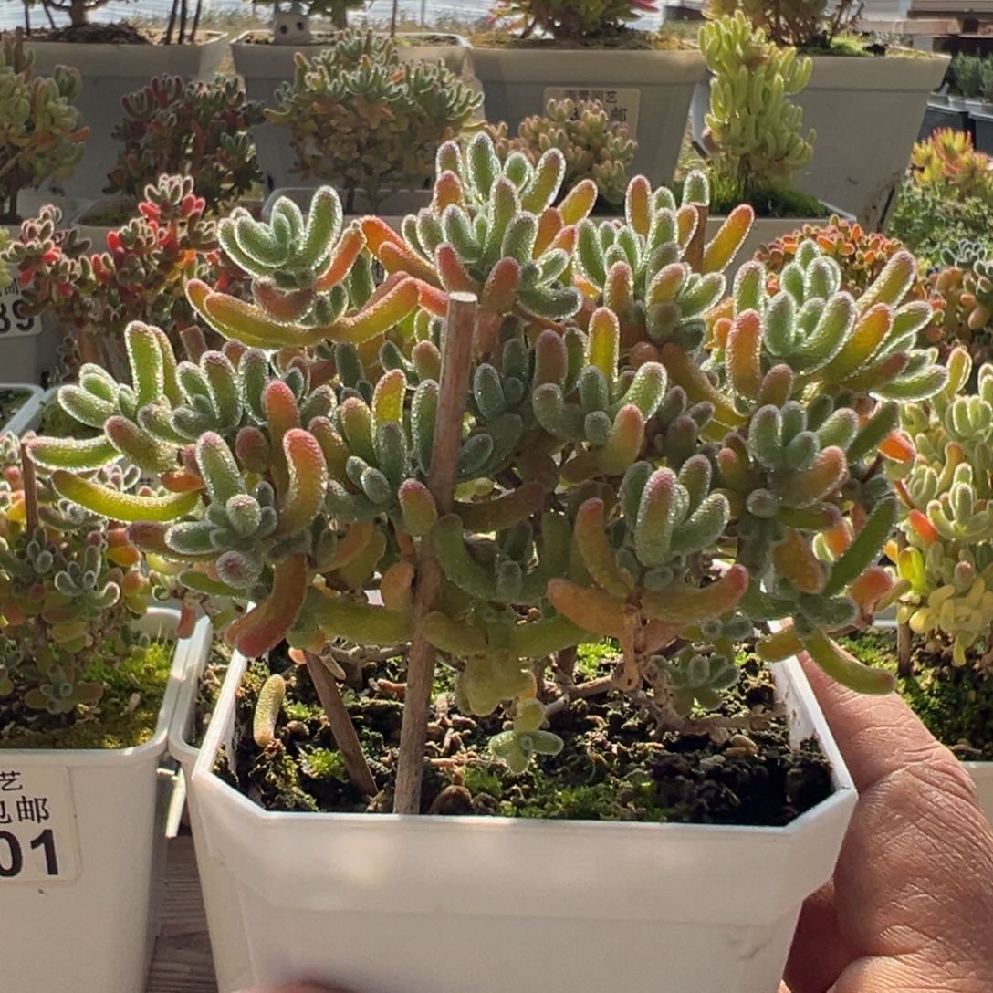 11-347枝干番杏多肉奶油冰小树七方盆老桩