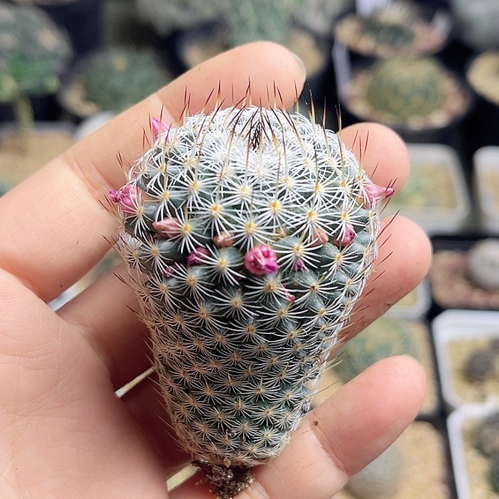 4.4公分幸福柱一颗