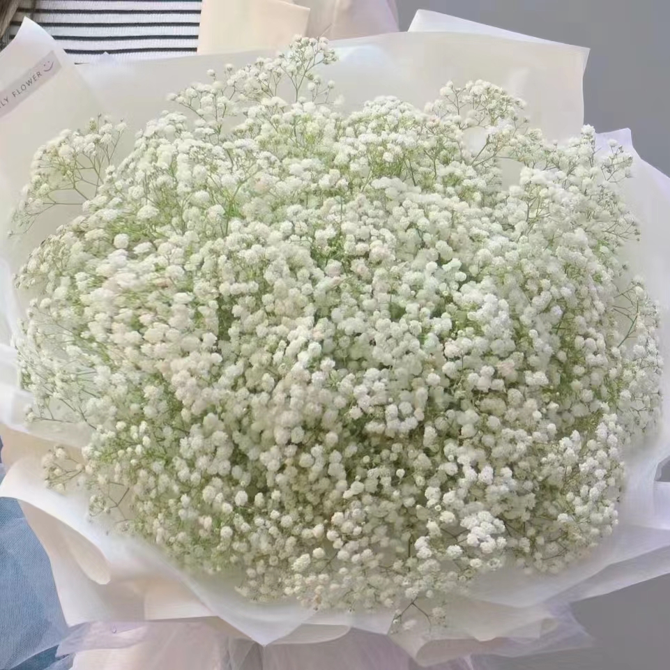 氧花季  满天星 可做干花一单包邮 两单升级快递