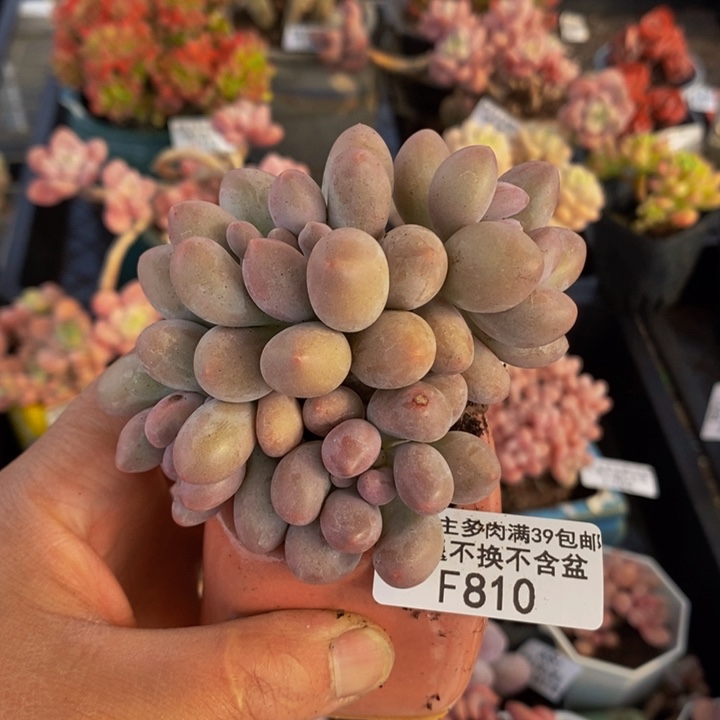 汤圆8cm810多肉植物 