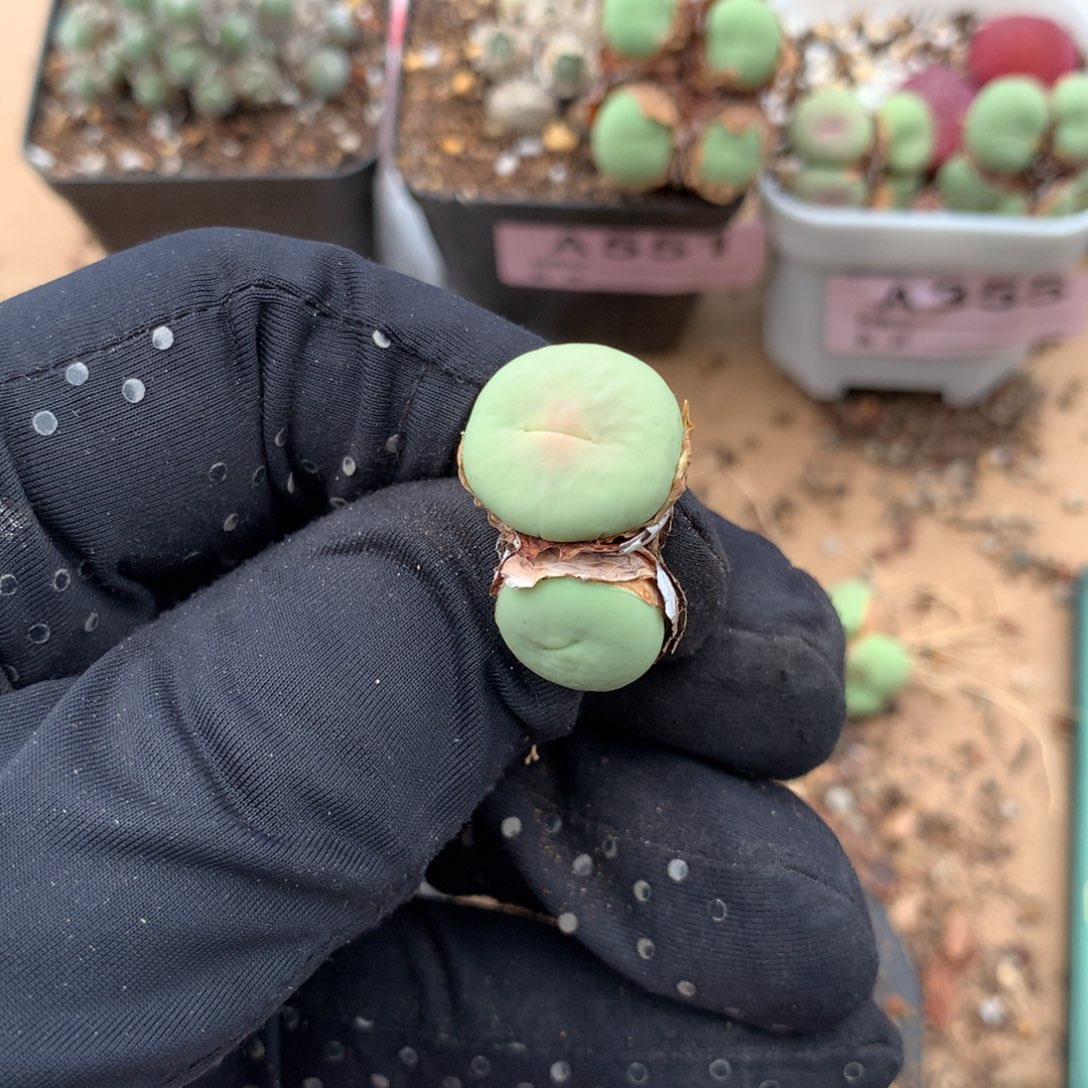 L***n885v嘴母本一颗