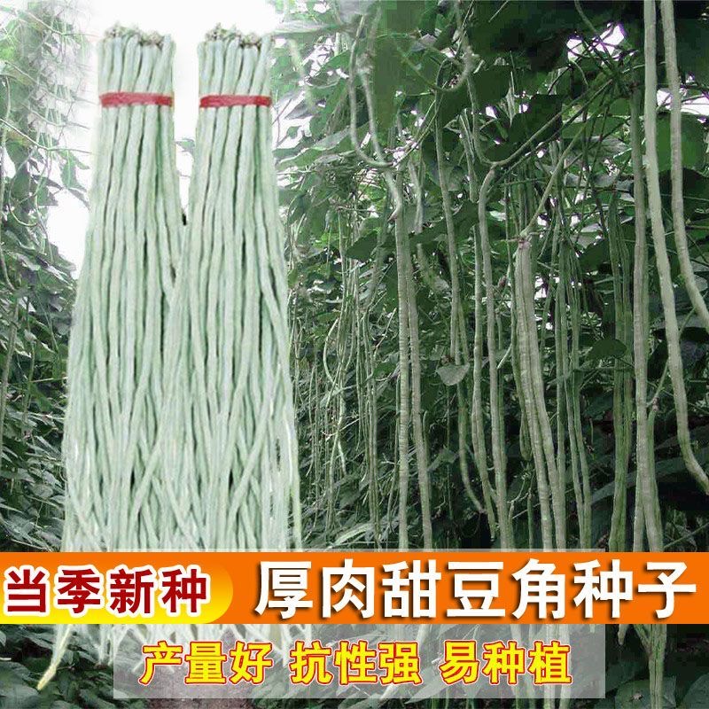 【大肉甜白豆角种子】白玉长豆角籽四季春夏秋播易种糯米蔬菜种子