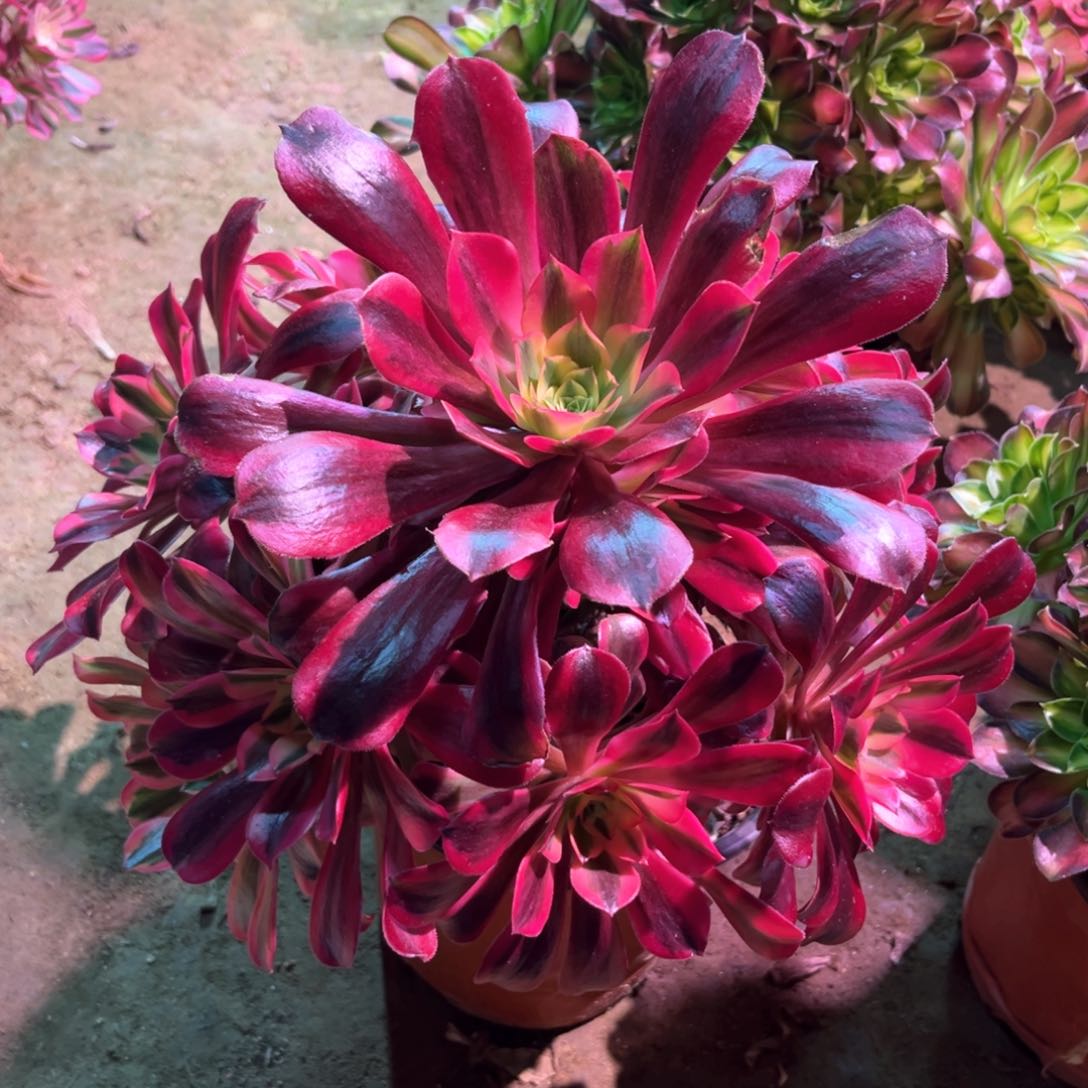 多肉植物美杜莎398