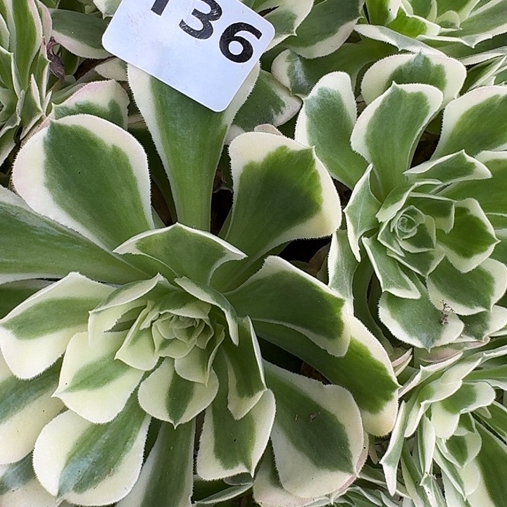 夏***༅136白凤16-31发货