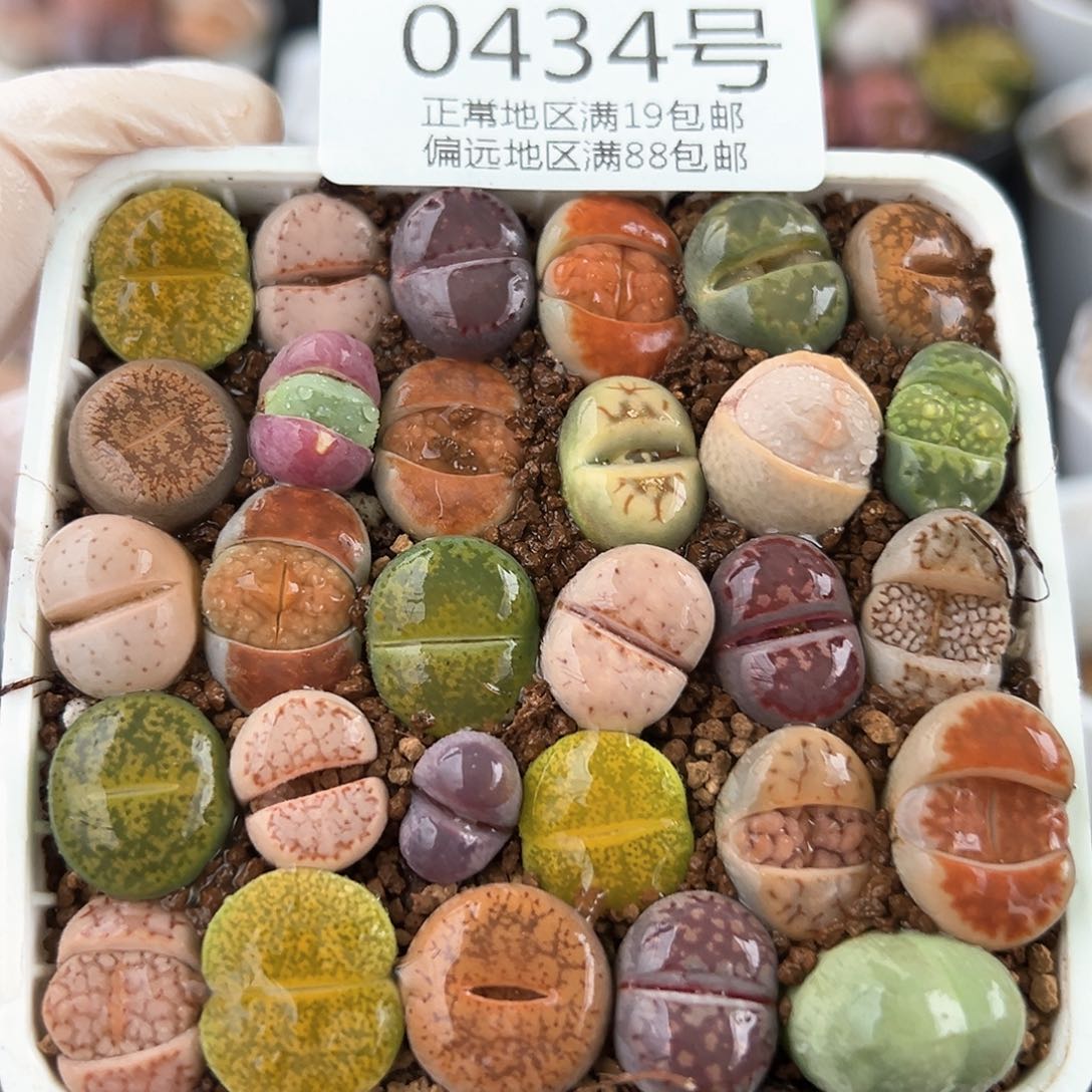 好养易活生石花大母本0434