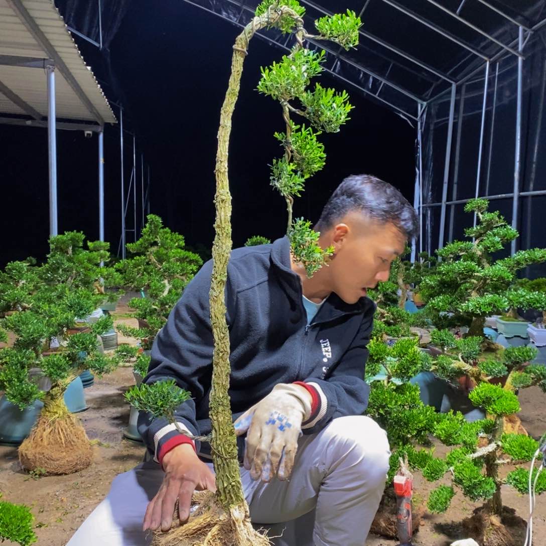 绿植黄杨盆景雀舌软枝
