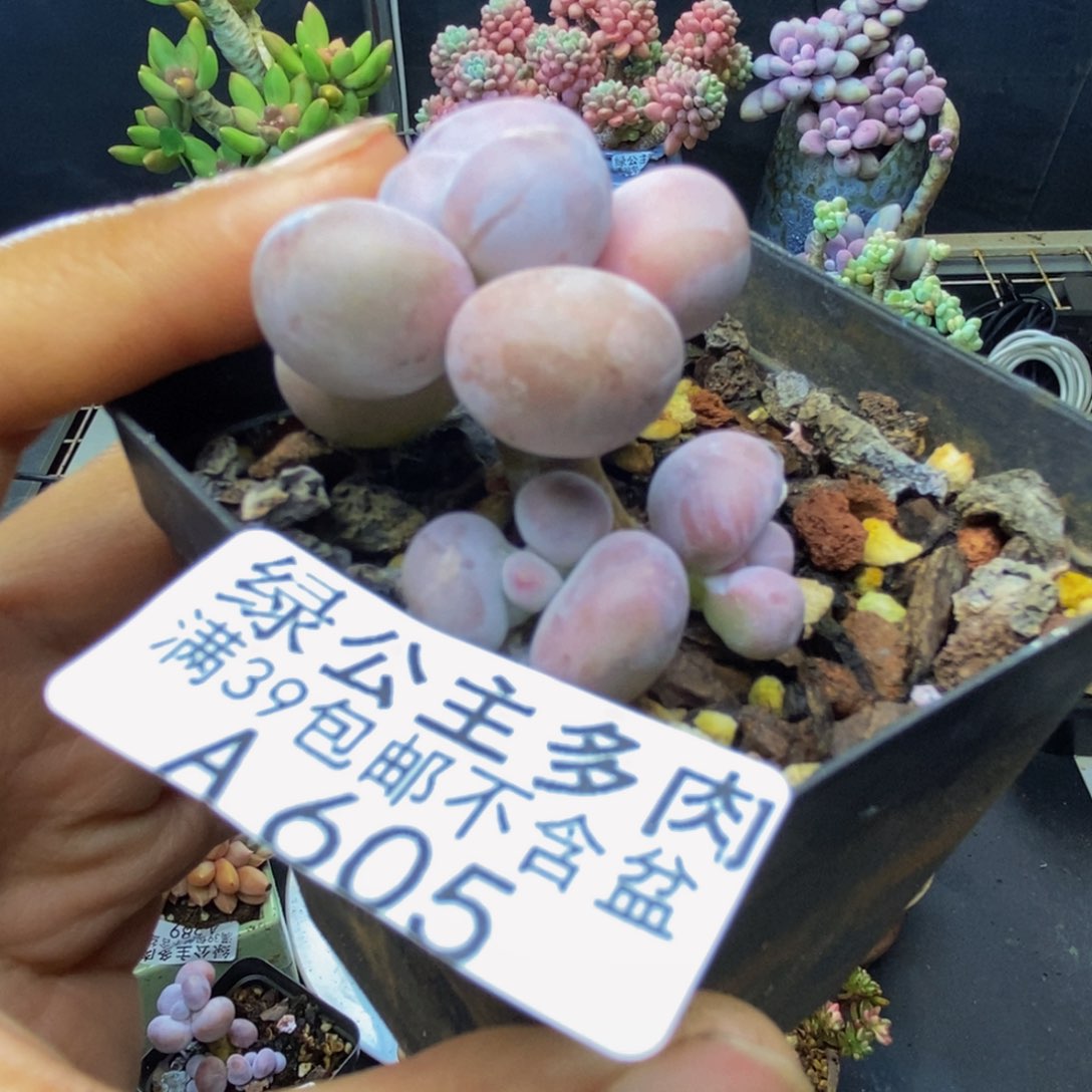 605橙奶多肉肉2c m