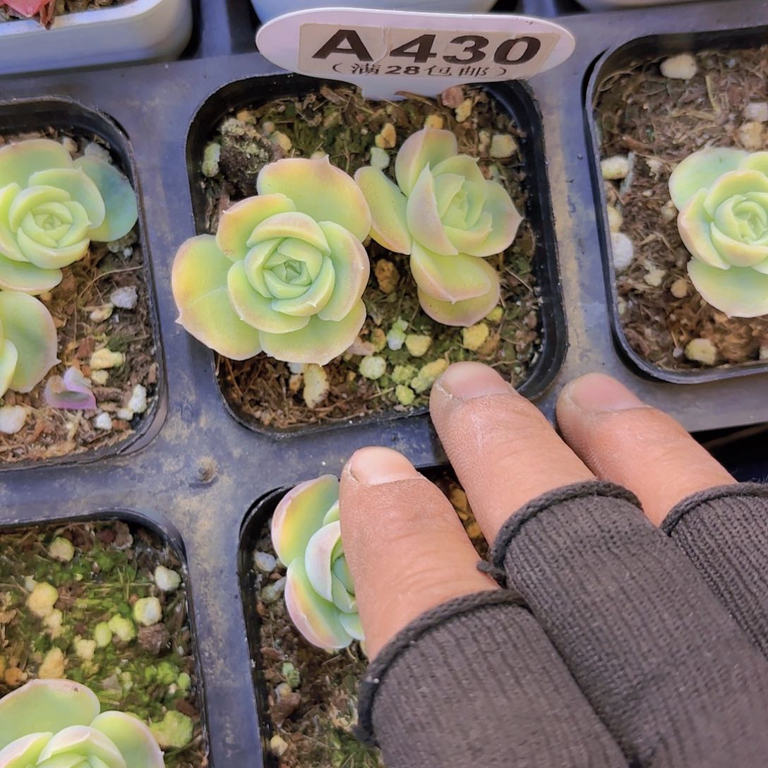 A430水晶虾饺一物一拍