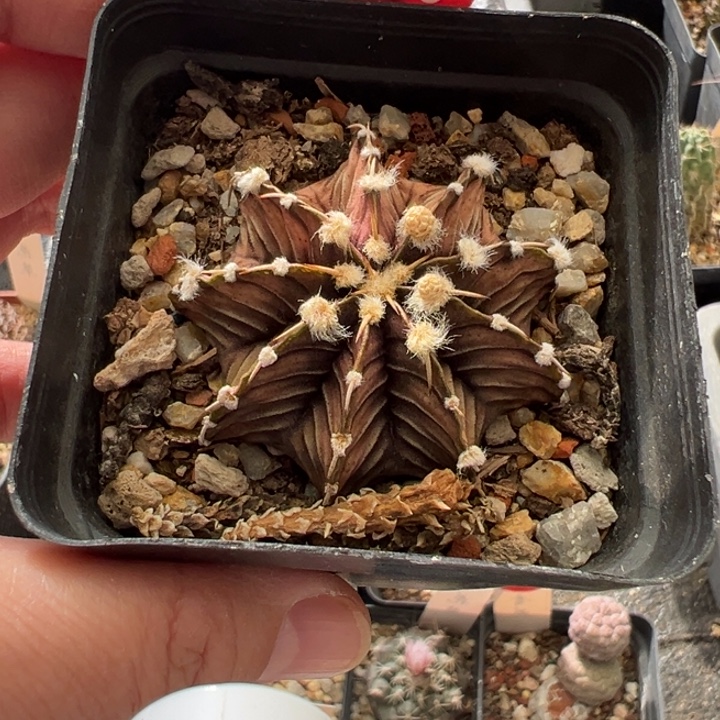 单刺肋骨牡丹一棵仙人球