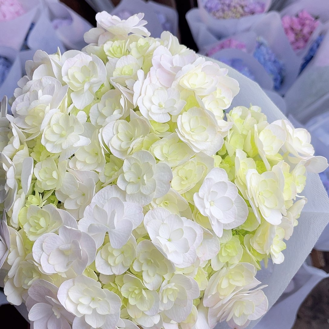 完全开放稀有绣球花116