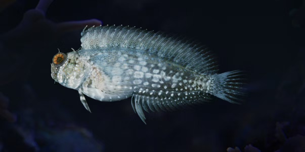 西瓜刨海水观赏鱼售后需开箱视频免包装费