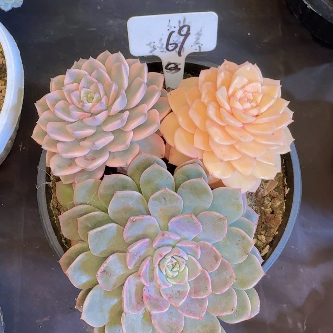 瑾***怡多肉植物的生长发育和生长发育等