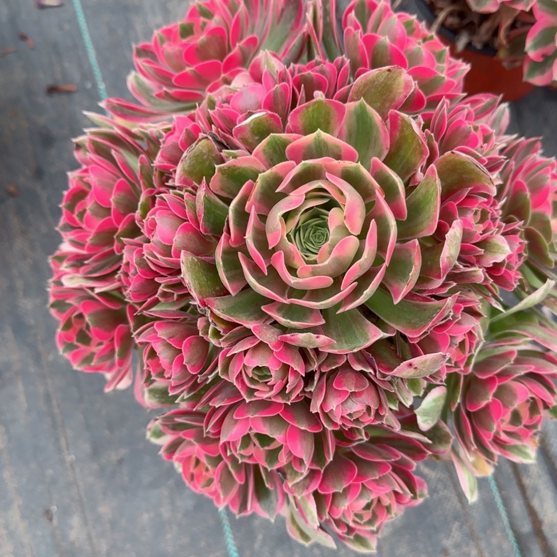 那**开7482女郎多肉多肉