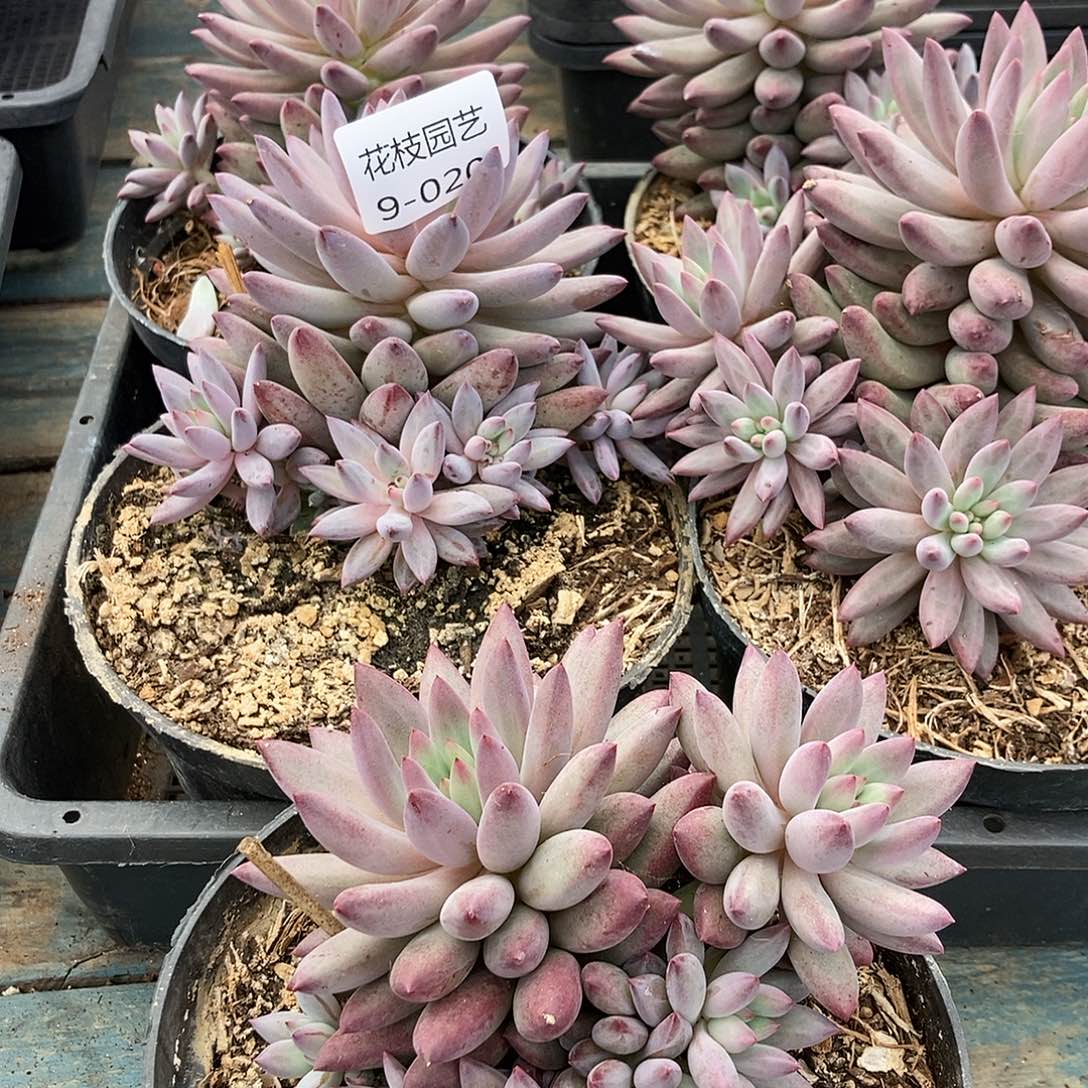 柠***夏9-20 一物一拍直播间为准5颗