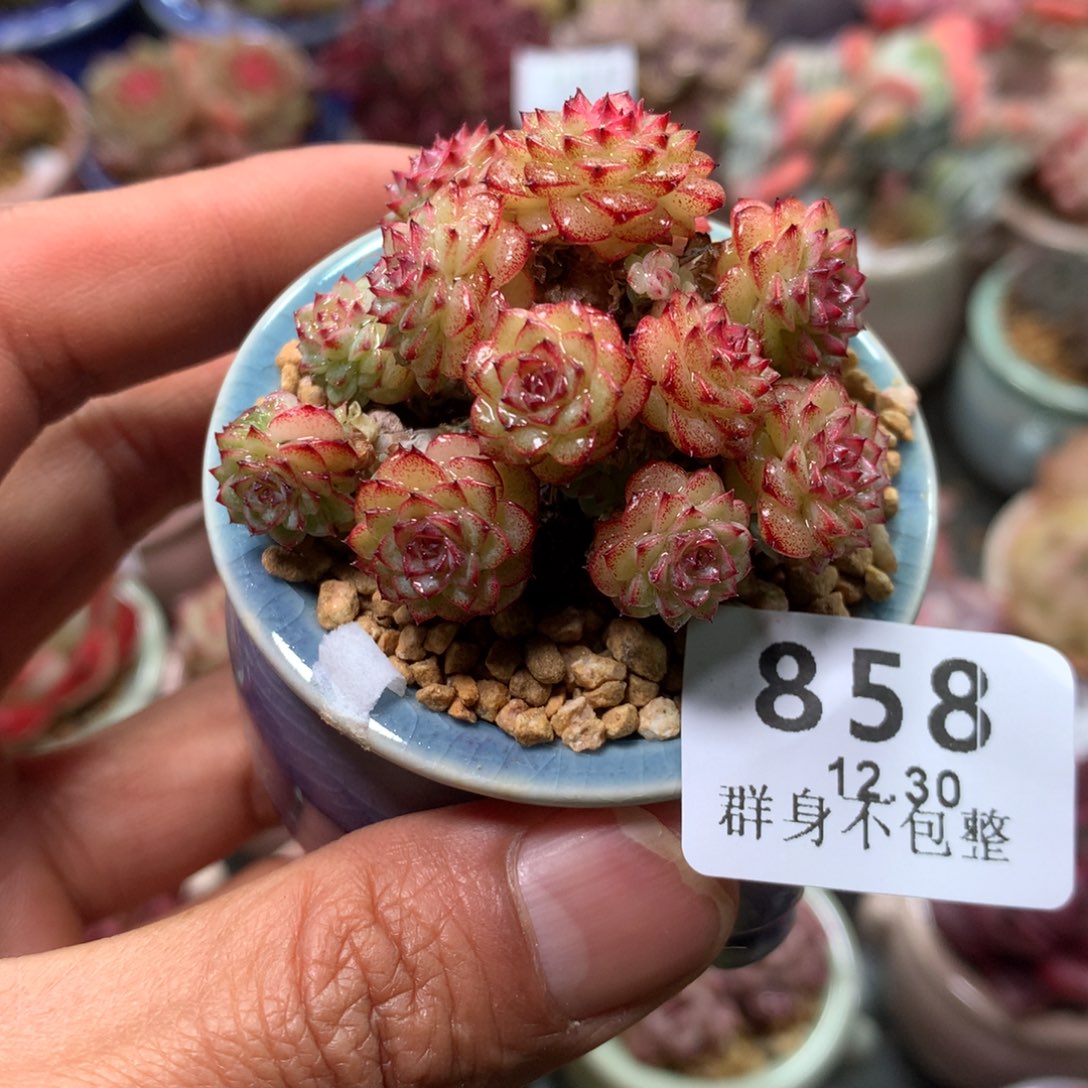 精控拇指盆12.30858