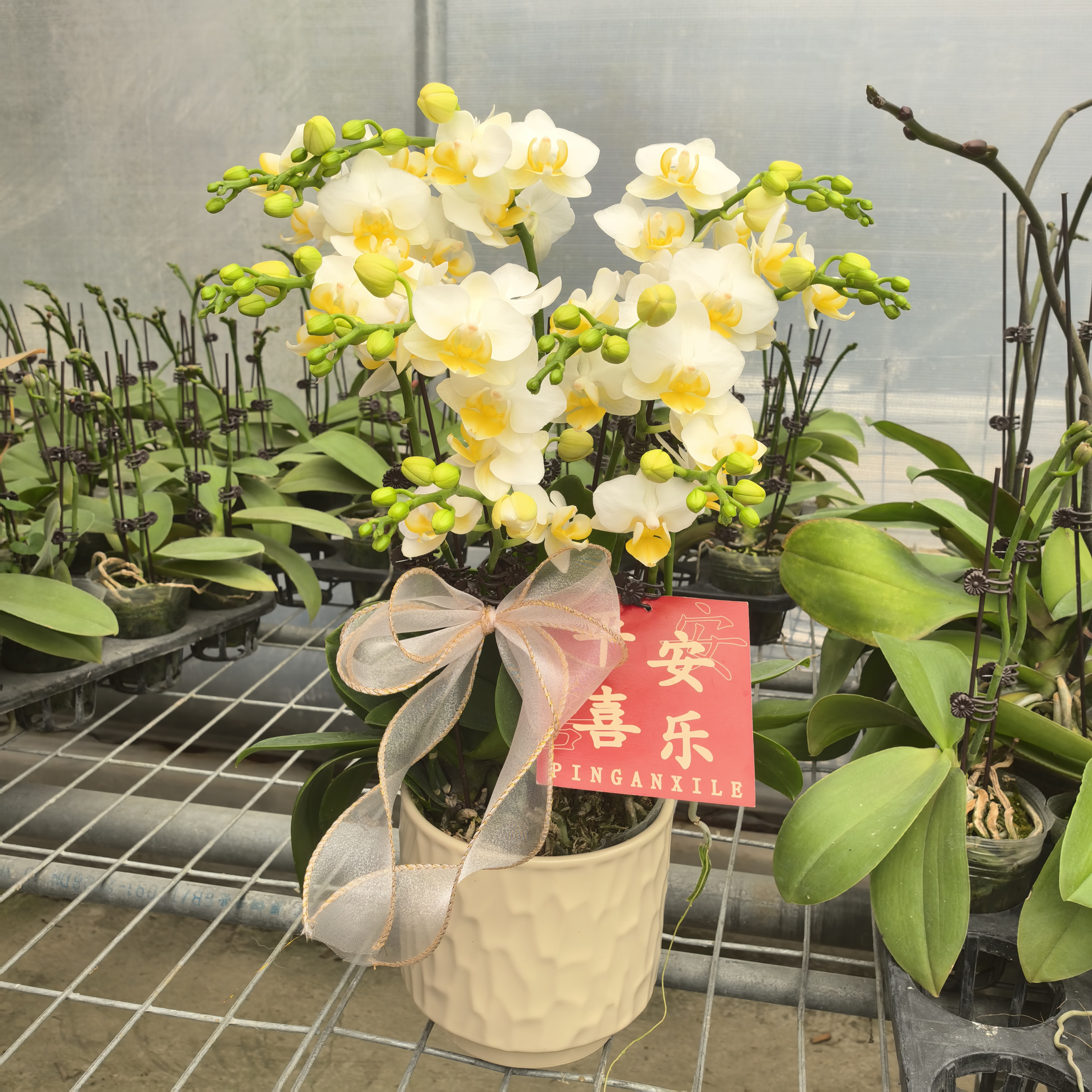 蝴蝶兰《勃艮第》白色系花  耐养易活 花期长