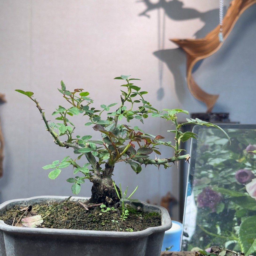 篱***歌少量花朵（建议范围：2朵-5朵 或40%以下）