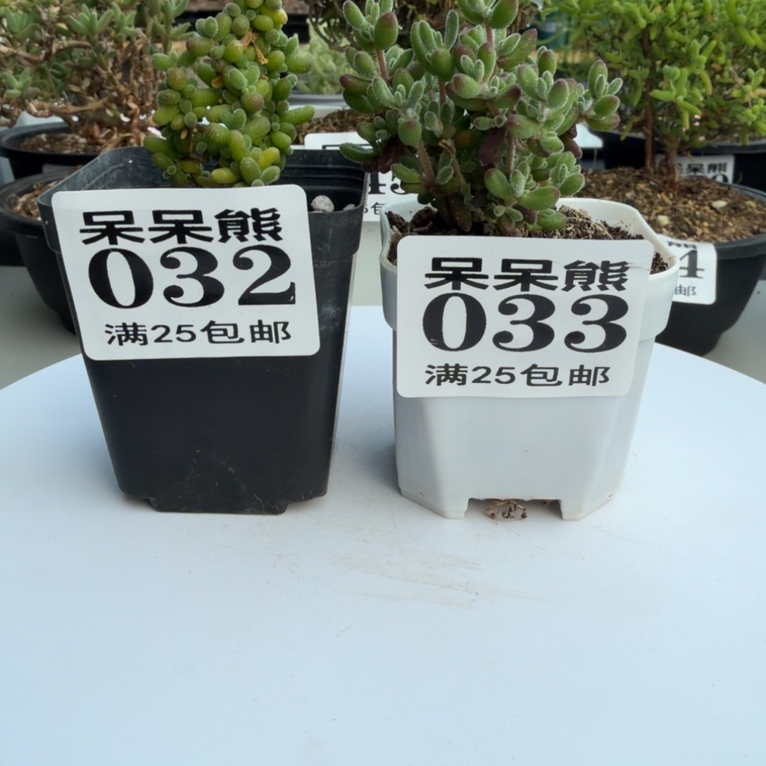 闪电购花卉园艺032/033