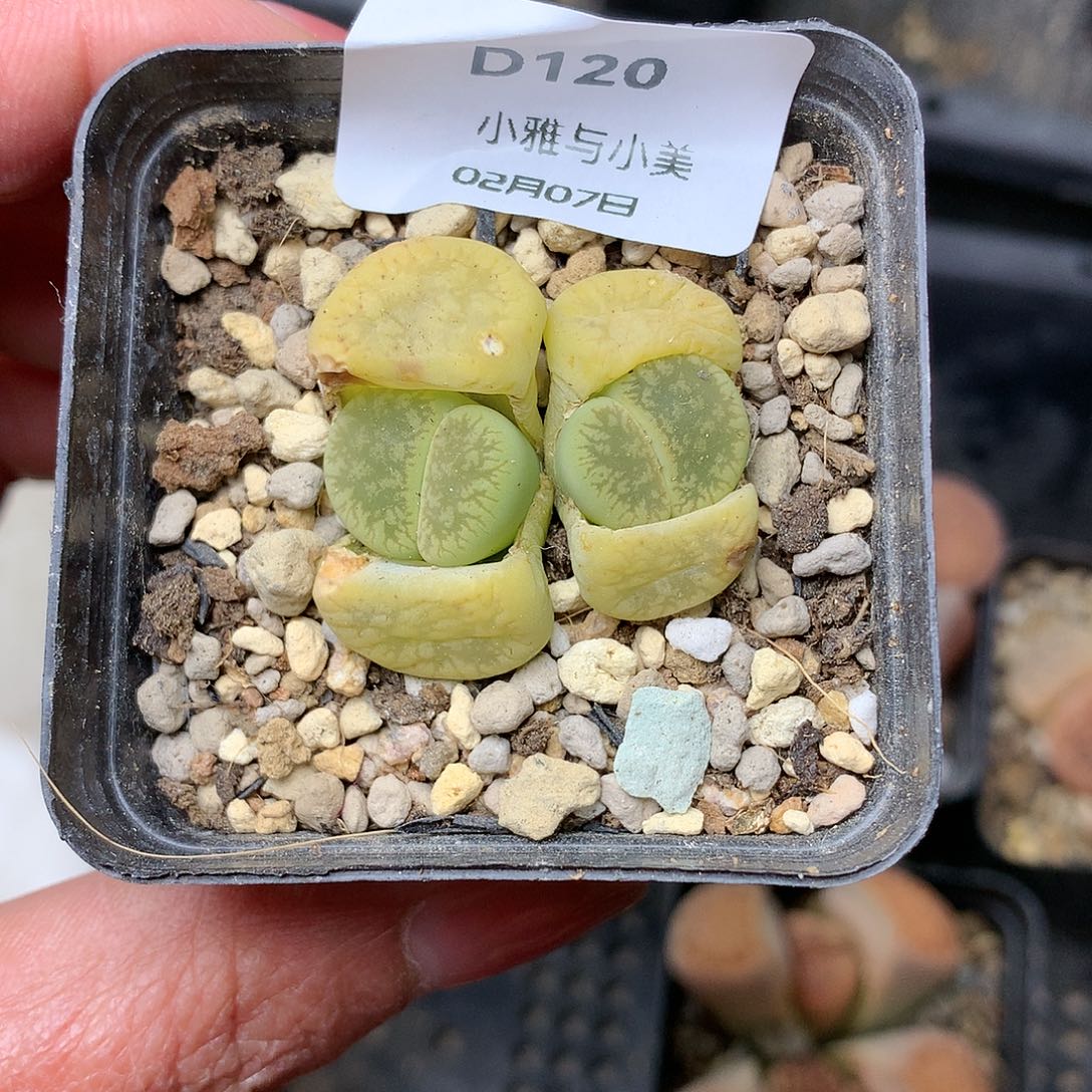 D120多肉植物保护研究所