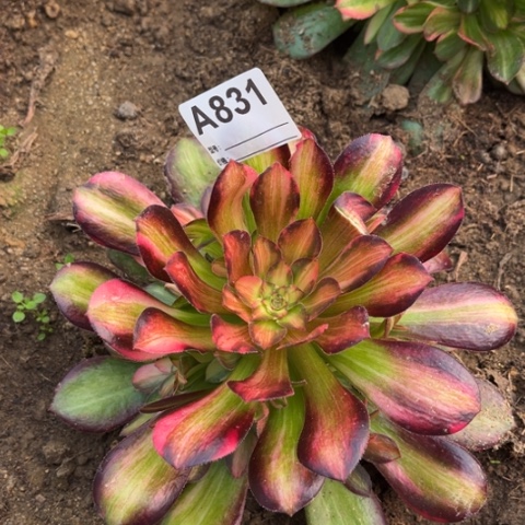 多肉植物流星雨捧花