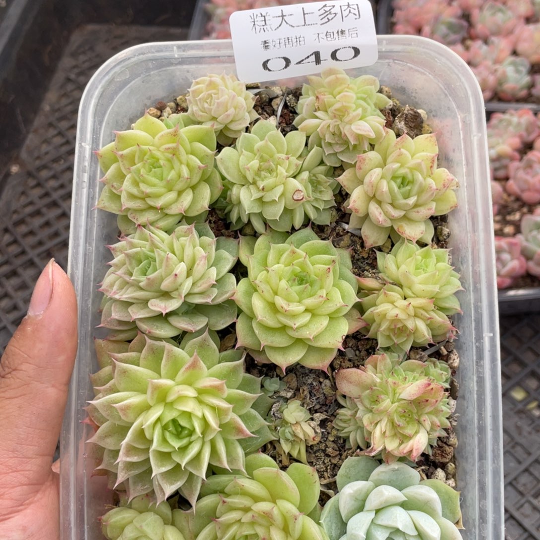 糕大上多肉植物40