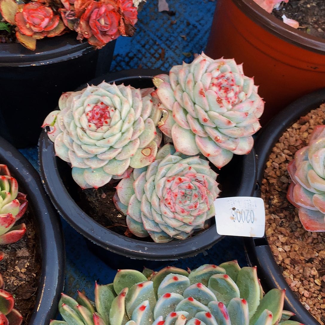 *****   天鹅绒多肉02008