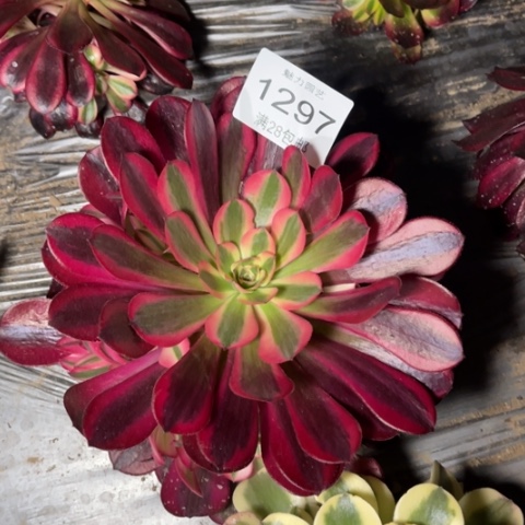 美杜莎多肉多肉1297