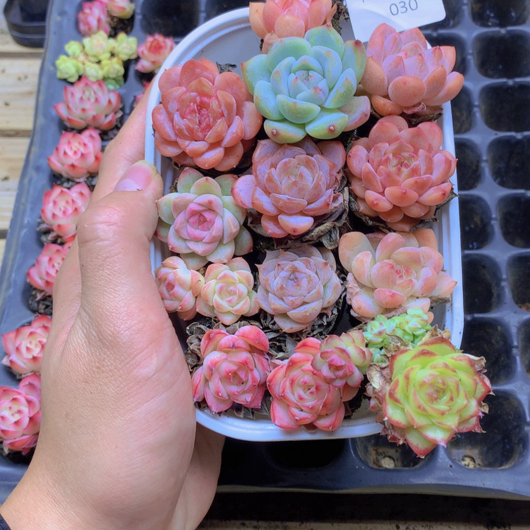 我要去看你了啊我030