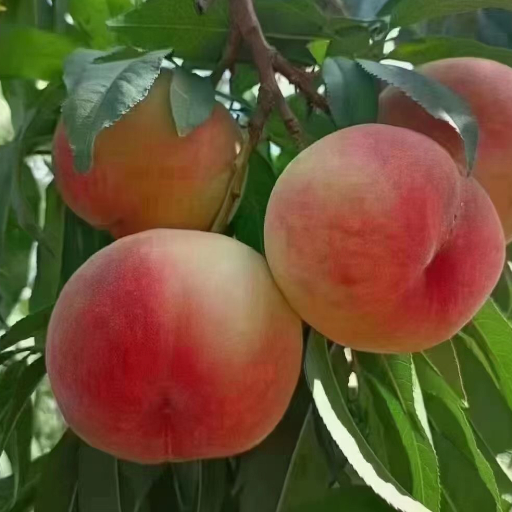 安宁桃园正宗白风桃