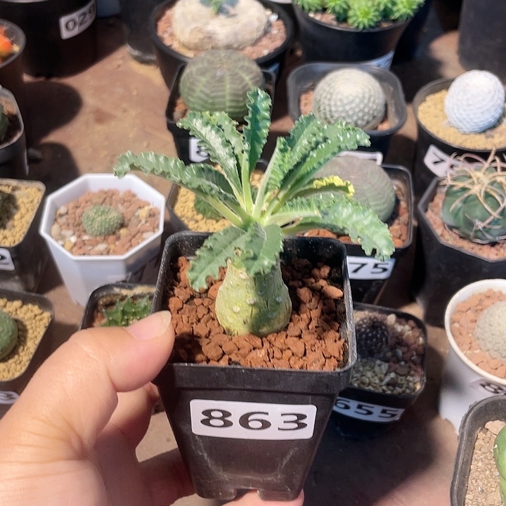 ^***周863椰子琉桑块根，