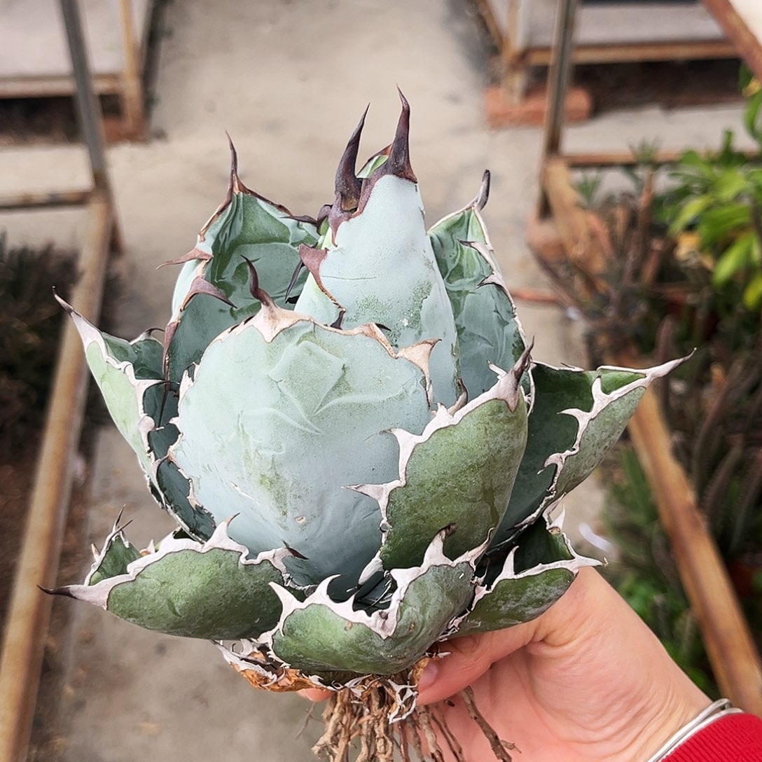 龙舌兰蓝鲸捡漏价15.5公分