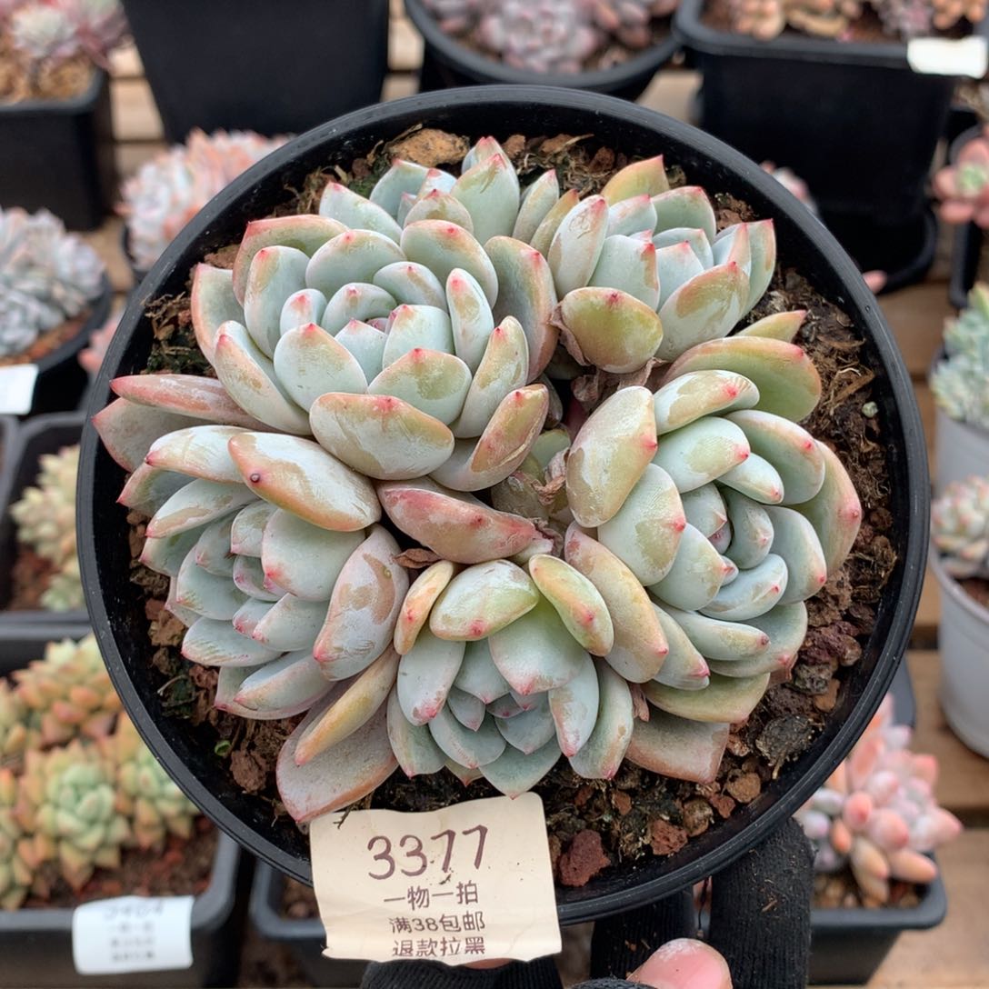 12厘米六头手捧石榴籽3377