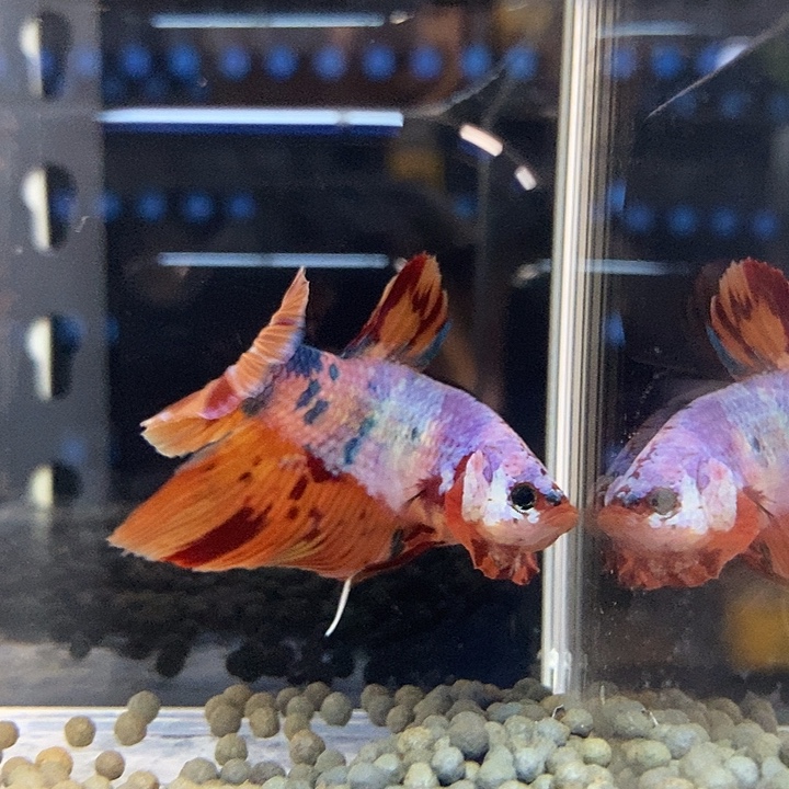 斗鱼黑121号巨丢将军