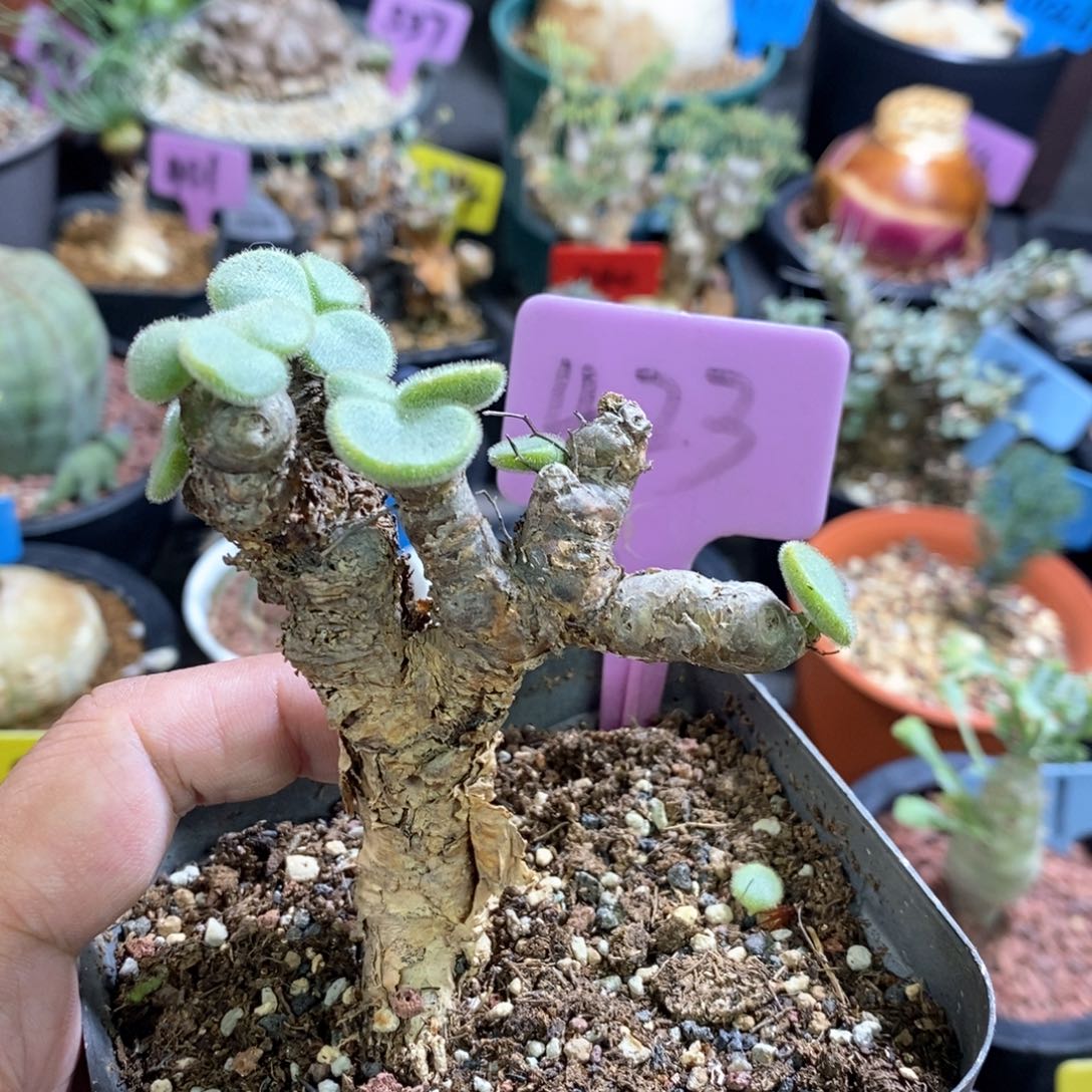 薛辉圣塔多肉植物
