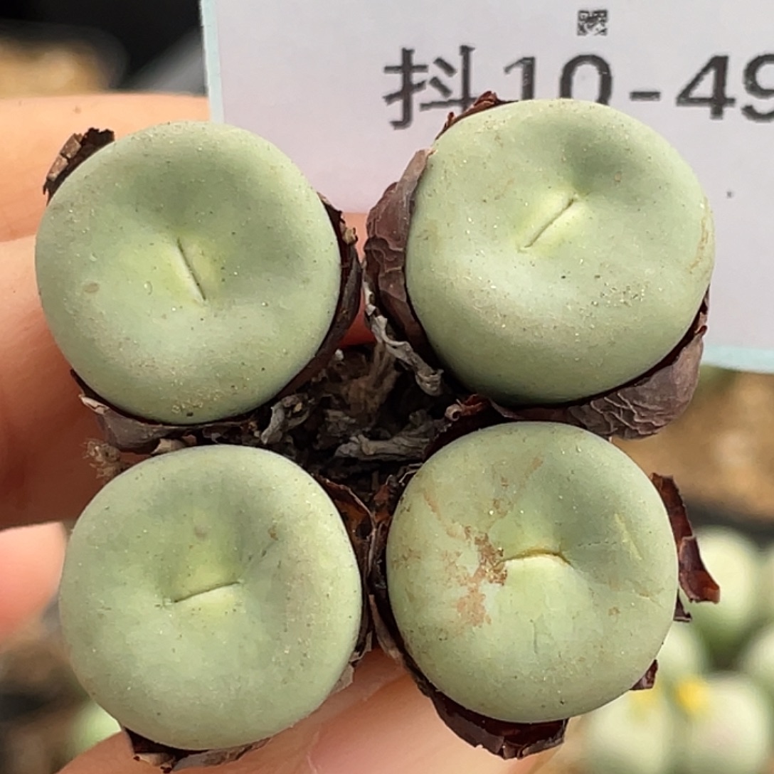 10-49嘴多肉植物肉锥