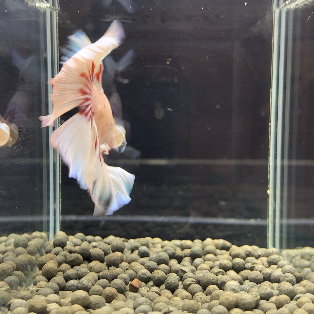 海水鱼七弟泰国斗鱼365