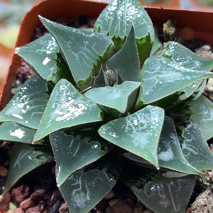 十二卷多肉酒吞童子