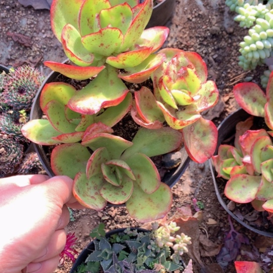 红领单头4颗4667646767665