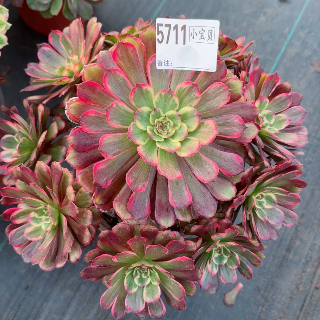 5711多肉黑金刚多肉多肉