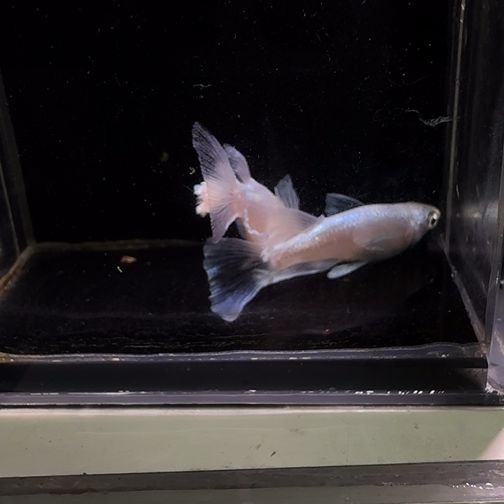 青鳉鱼一物一拍675