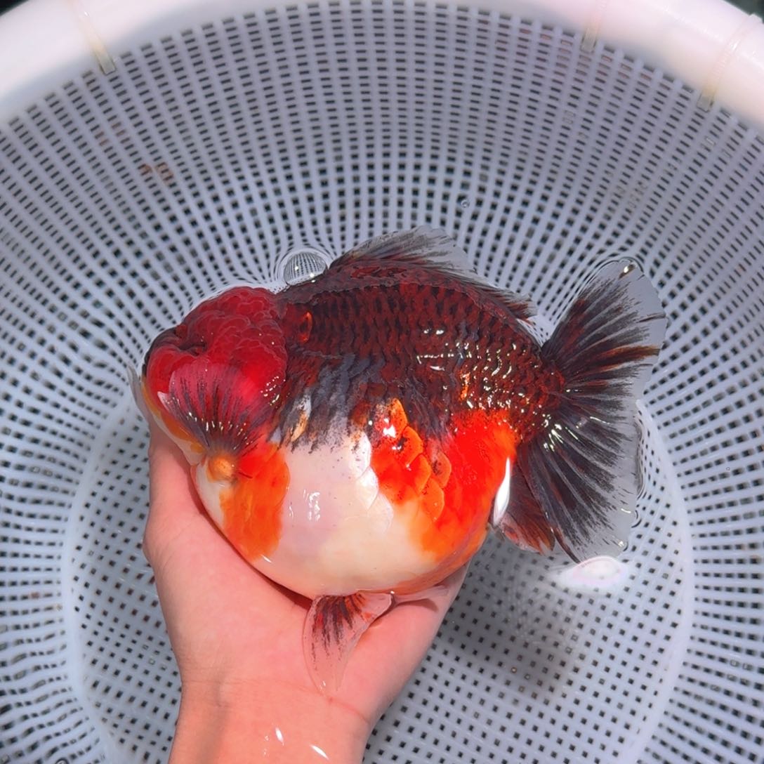 金鱼类不分公母17