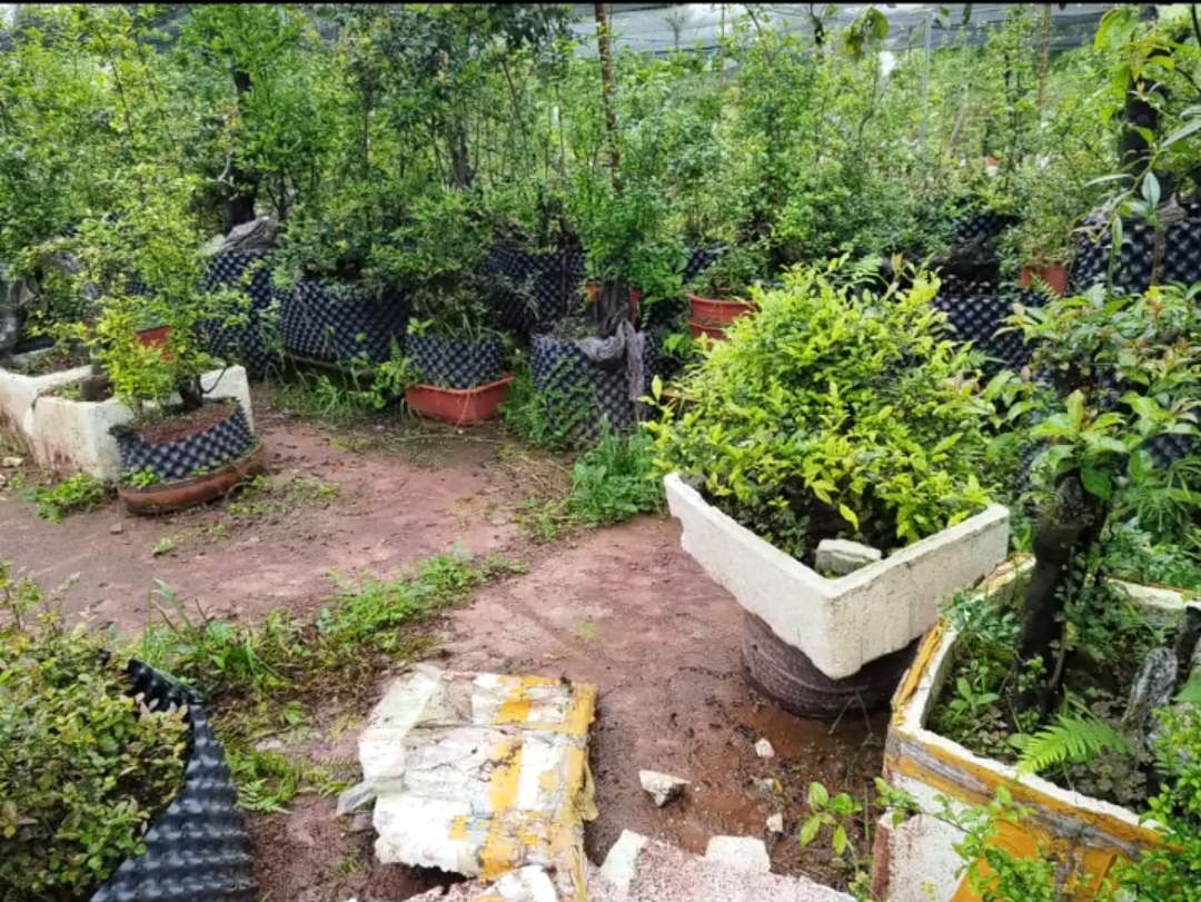 树型漂亮可用于庭院种植的花园植物