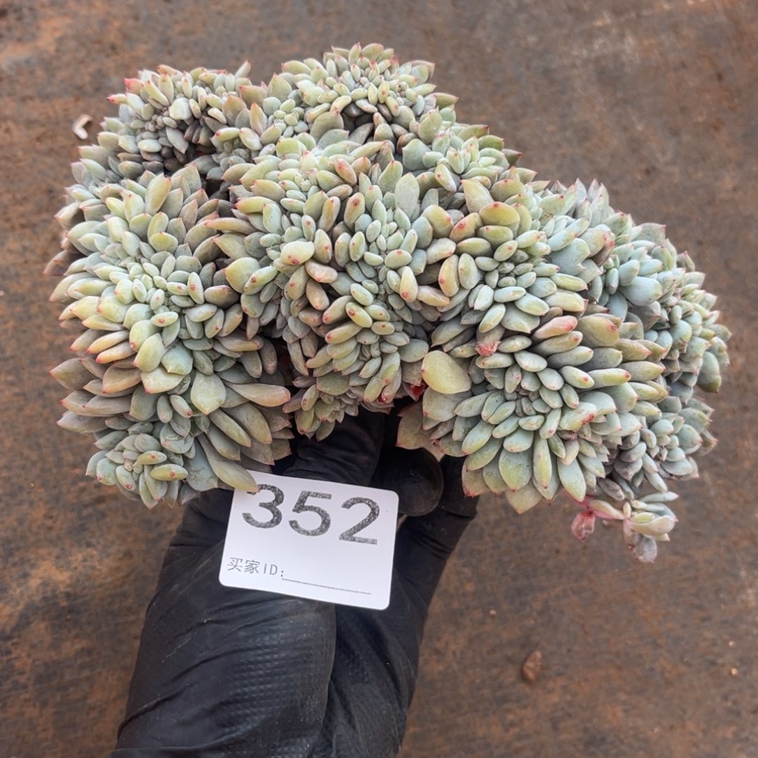 瑕疵不退不换352号新疆西藏内蒙古不包邮的