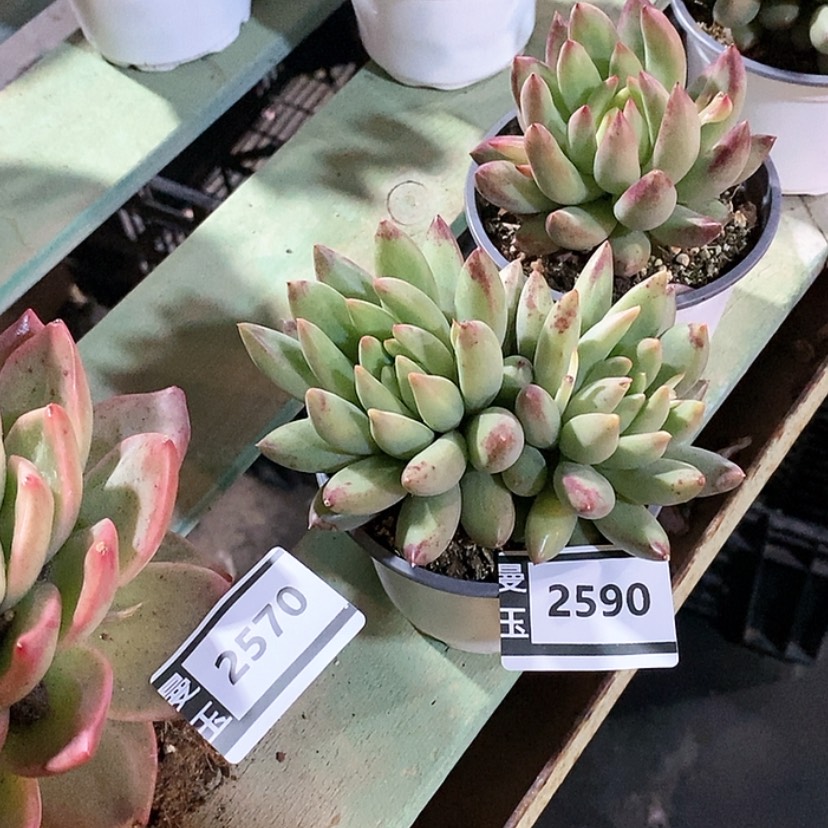 【闪购商品】岩字2590