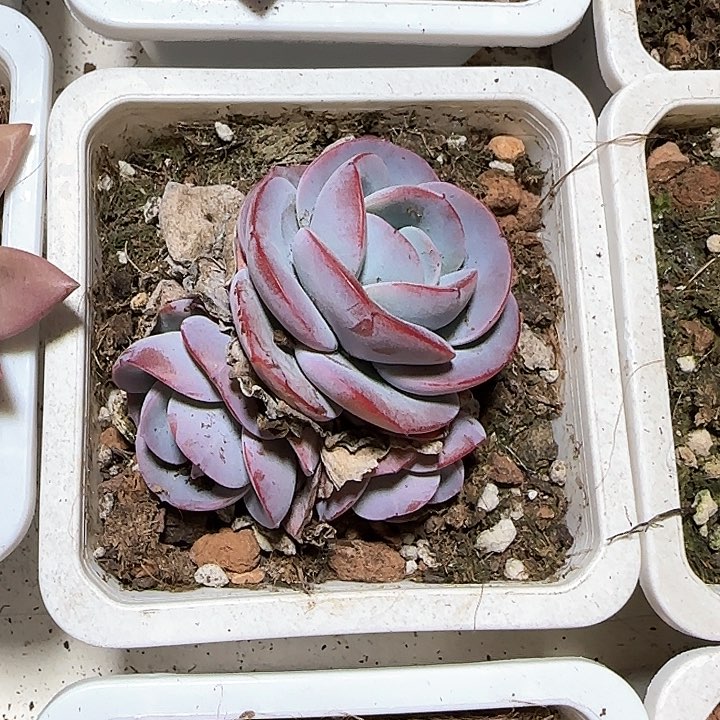 青蛙王子儿童牙膏111