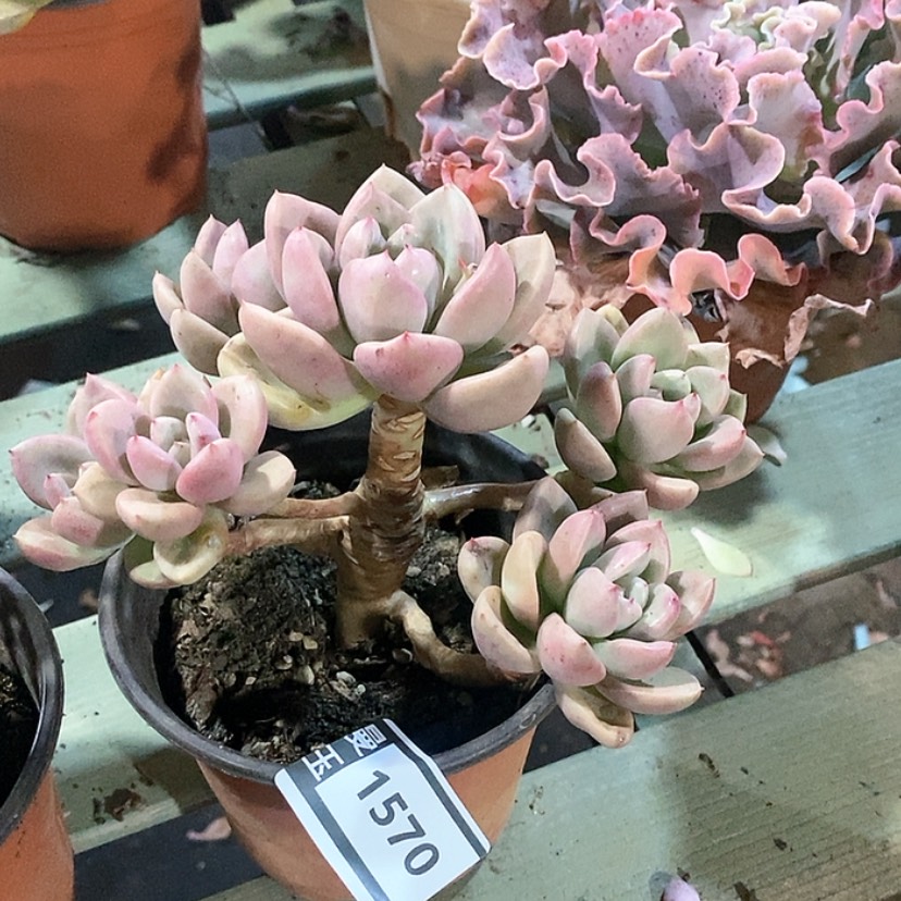 【闪购商品】奶油鳄梨1570