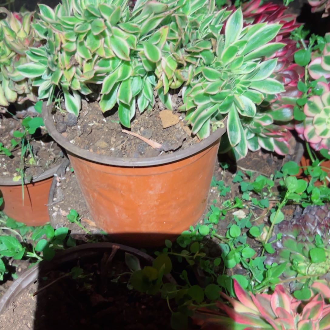 216 号多肉植物法师新年福利