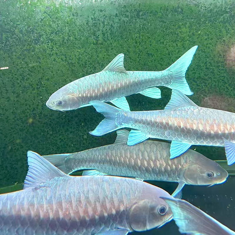 马来西亚忘不了鱼