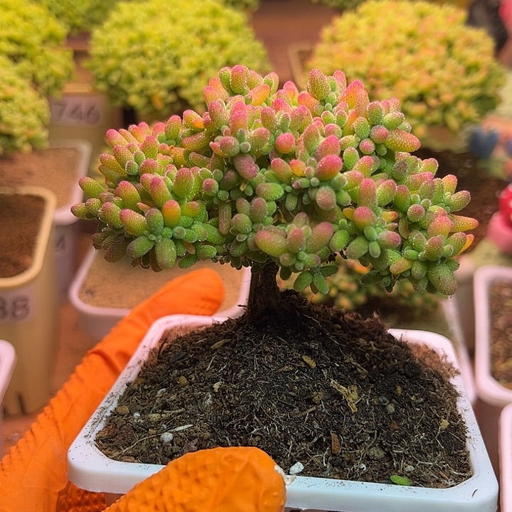 无花朵623蜜桔糖球